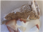 almond tart with strawberries